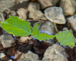 Wanderung "Alpgarten Rundweg"