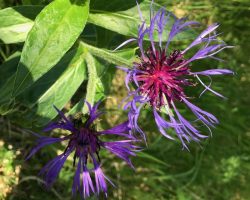 Wanderung "Alpgarten Rundweg"