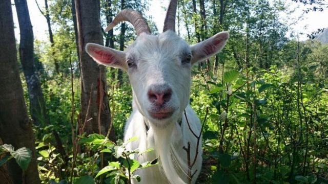 Kanutour Telemarkkanal