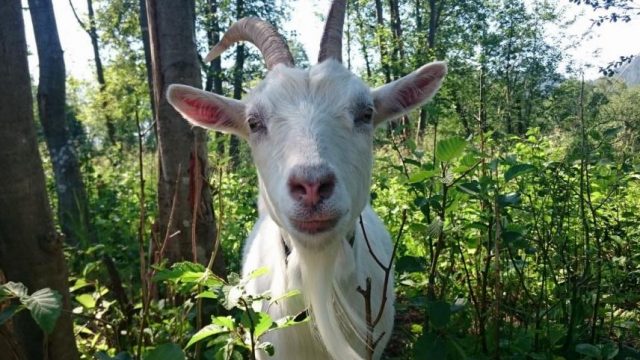 Kanutour Telemarkkanal