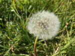 Pusteblume